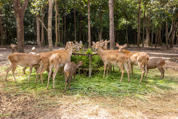 Naklejka na ściany i meble Herd of deer eating grass in the zoo
