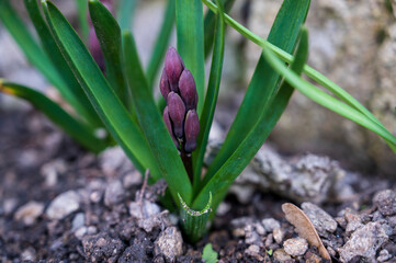 Purple bud and green leaves of the Muscari plant
