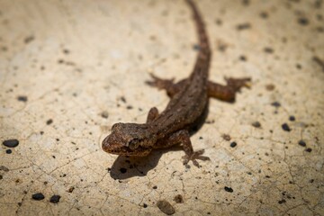 Naklejka premium Lizard walking on a ground, close-up