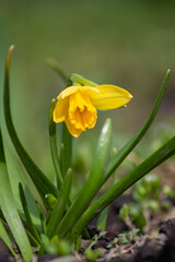 yellow daffodil flower