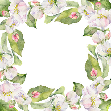 Hand drawn watercolor apple blossom, white and pink flowers with green leaves. Square frame composition. Isolated object on white background. Design for wall art, wedding, print, fabric, cover, card.
