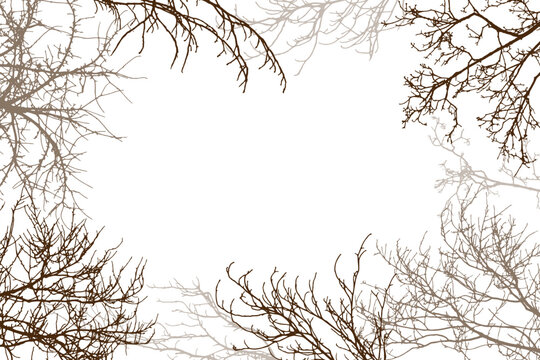 Bare branches of trees silhouette, background. Vector illustration
