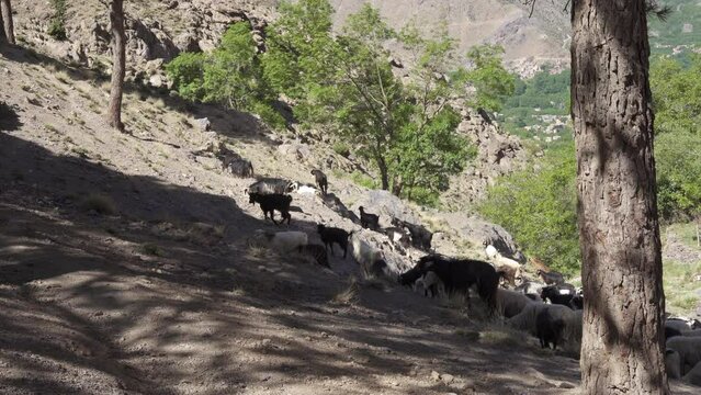Herd of goats on a hill on a sunny day in Imlil, Morocco