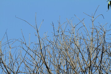 Obraz premium tree branch with sky background