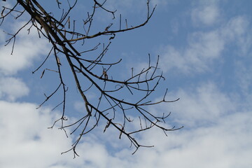 tree branch with sky background