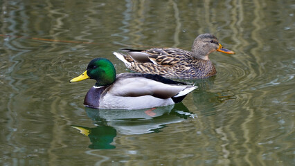 Mallard duck family swimming in the lake  yeşilbaş ördek    