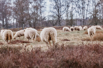 Obraz premium A flock of sheep does not look at the camera.A large flock of sheep graze peacefully in a rolling green pasture beneath the shade of leafy trees.