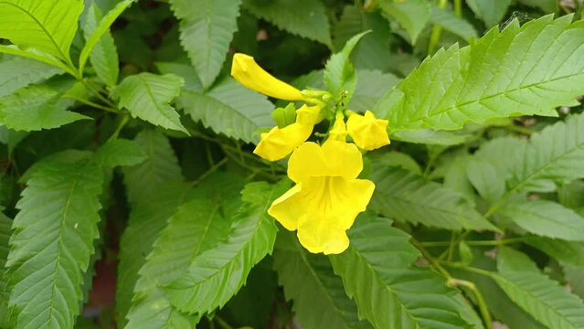 Tecoma, yellow flower, the trumpet vine family, Bignoniaceae