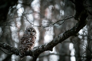 Close-up shot of an owl sitting on a tree branch in a forest