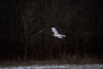 Closeup shot of a white Hen harrier bird flying in the air against the dry trees
