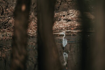 Grey heron walking in the waters of a pond surrounded by autumn plants and trees