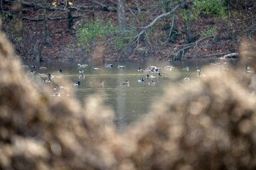 Beautiful shot of Canadian geese swimming in a lake in a wildlife park