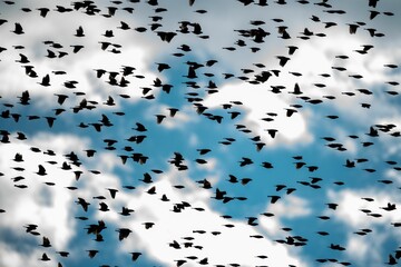 Beautiful shot of the sky and clouds full of silhouettes of birds in flight