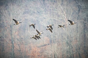 Close-up shot of Canadian geese in flight with the background of leafless trees