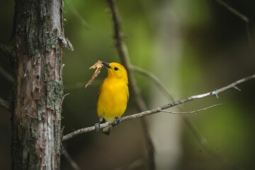 Close-up shot of a Prothonotary warbler sitting on a branch and holding a tree bark in its beak