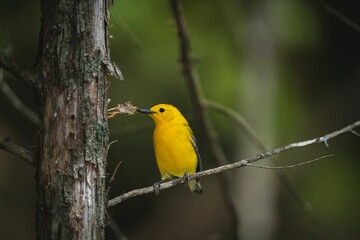 Close-up shot of a bright yellow Prothonotary warbler sitting on a branch and holding a tree bark