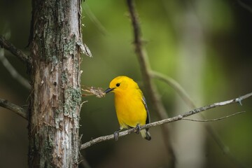 Close-up shot of a Prothonotary warbler sitting on a branch and holding in its beak a tree bark