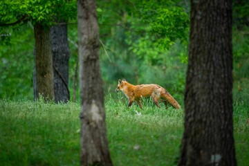 Scenic shot of trees in a green forest and a red fox walking on the grass