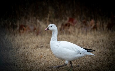 Naklejka na ściany i meble Closeup shot of a Snow goose walking in a rural place, vignette photography