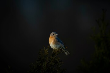 Macro shot of a single Eastern bluebird perched on a tree against the isolated background