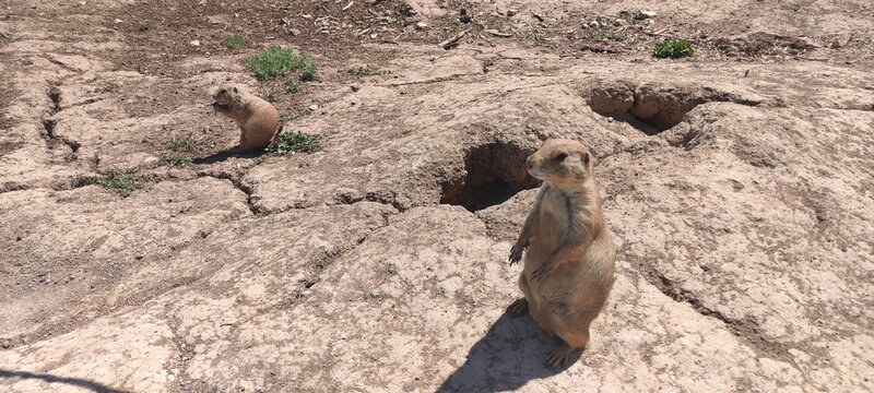 Prairie Dog