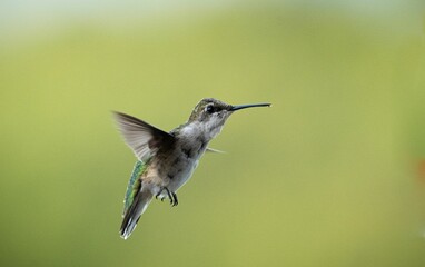 Macro shot of a tiny hummingbird with a long beak flying against the isolated background