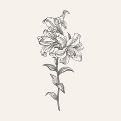Botanical illustration of a royal lily. Line drawing. Black and white - obrazy, fototapety, plakaty