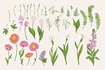 Fototapeta na wymiar Set with spring and summer flowers. Blooming garden. Vector botanical illustration. Tulips, poppies, irises, cannons, levkoy. Colorful.