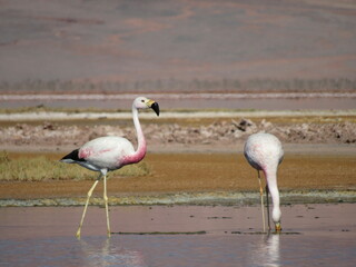 couple of flamingos in the lake