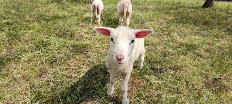 Lamb in the grass