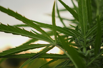 Closeup of cannabis plant with, legal cannabis plants growing outdoor for medicinal purposes gratifying marijuana hemp, sativa ganja weed green herb.