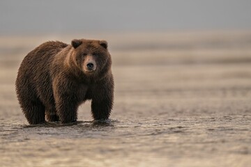 Fototapeta premium Beautiful shot of a brown bear walking along a seashore in Alaska