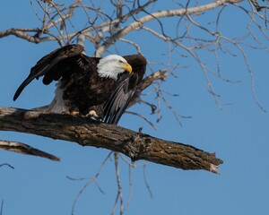Closeup shot of a bald eagle (Haliaeetus leucocephalus) perched on the tree