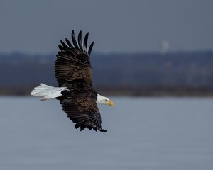 Closeup shot of a bald eagle (Haliaeetus leucocephalus) in flight