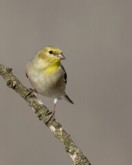 Vertical closeup of a female lesser goldfinch, Spinus psaltria.