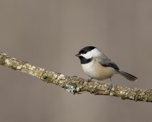 Closeup of a black-capped chickadee, Poecile atricapillus.