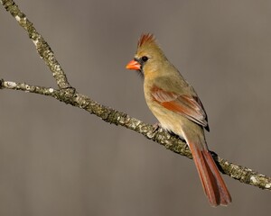 Closeup of a female northern cardinal, Cardinalis cardinalis.