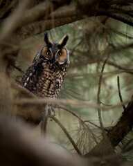 Vertical closeup of a long-eared owl on a tree branch. Asio otus.