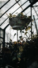 Fototapeta na wymiar Pot with a plant hanging at the Carlos Thays greenhouse in Buenos Aires