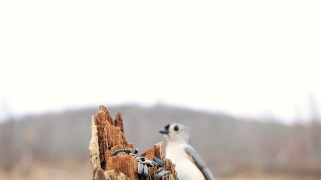 Closeup shot of the Tufted Titmouse feeding on sunflower seeds
