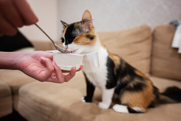 Feed the cat with yogurt from a spoon at home. © AS Photo Family