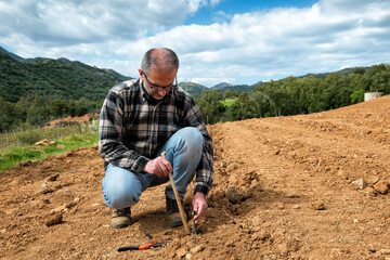 Farmer in the new vineyard prepares and plants the new vine seedlings in the ground. Agricultural...