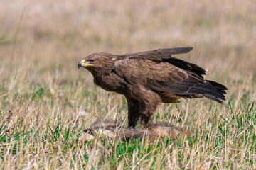 Lesser spotted eagle, Aquila Pomarina, in spring on the ground. Eat dead Badger. European nature.