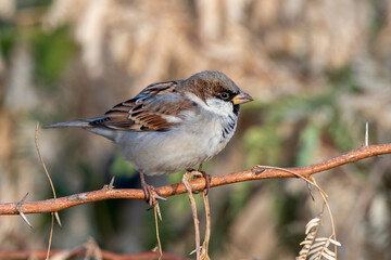 House sparrow or Passer domesticus observed near Nalsarovar in Gujarat, India