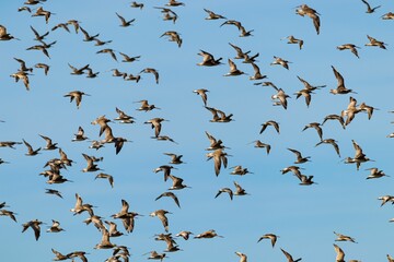 Flock of birds flying against a blue sky