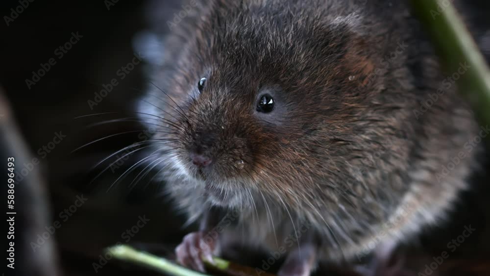 Sticker Closeup of a cute European water vole eating in a garden