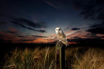 Beautiful view of a Barn owl in the field during sunset