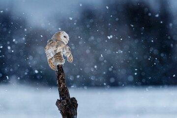Close-up shot of a beige owl standing on wooden trunk in a snowy blur