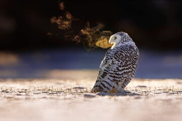 Regular horizontal shot of a white and black owl from behind in a field full of snow in winter