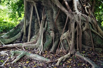 Thick tree trunk with multiple roots